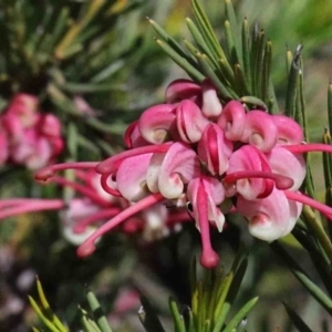 Grevillea "Canberra Gem" at O'Connor, ACT - 1 Oct 2020