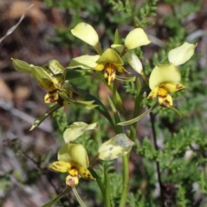 Diuris nigromontana at O'Connor, ACT - 1 Oct 2020