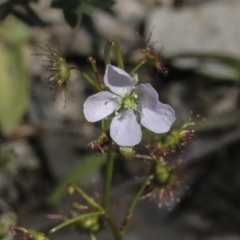 Drosera auriculata (Tall Sundew) at Holt, ACT - 1 Oct 2020 by AlisonMilton