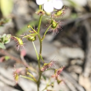 Drosera auriculata at Holt, ACT - 1 Oct 2020