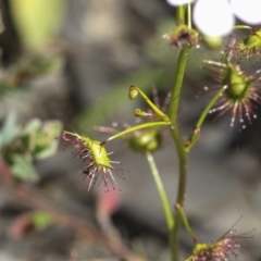 Drosera auriculata at Holt, ACT - 1 Oct 2020