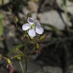 Drosera auriculata at Holt, ACT - 1 Oct 2020