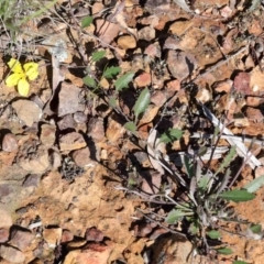 Goodenia hederacea (Ivy Goodenia) at O'Connor, ACT - 1 Oct 2020 by ConBoekel