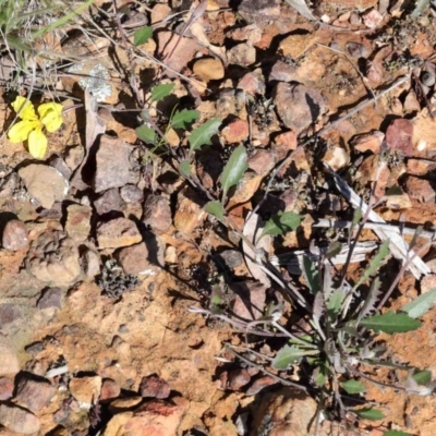 Goodenia hederacea (Ivy Goodenia) at Dryandra St Woodland - 30 Sep 2020 by ConBoekel