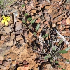Goodenia hederacea (Ivy Goodenia) at O'Connor, ACT - 30 Sep 2020 by ConBoekel