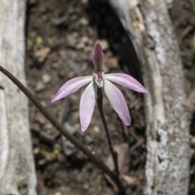Caladenia fuscata (Dusky Fingers) at Holt, ACT - 1 Oct 2020 by AlisonMilton