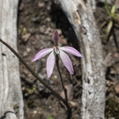 Caladenia fuscata at Holt, ACT - 1 Oct 2020