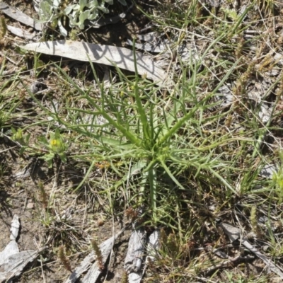 Eryngium ovinum (Blue Devil) at Aranda Bushland - 1 Oct 2020 by AlisonMilton