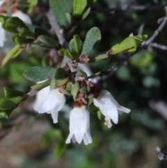 Cryptandra amara (Bitter Cryptandra) at Dryandra St Woodland - 30 Sep 2020 by ConBoekel