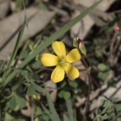 Oxalis (genus) (Wood Sorrel) at Holt, ACT - 1 Oct 2020 by AlisonMilton