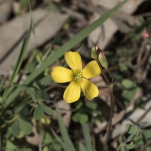 Oxalis sp. at Holt, ACT - 1 Oct 2020
