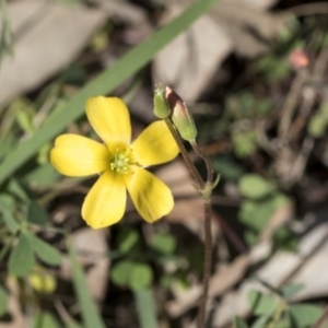Oxalis sp. at Holt, ACT - 1 Oct 2020