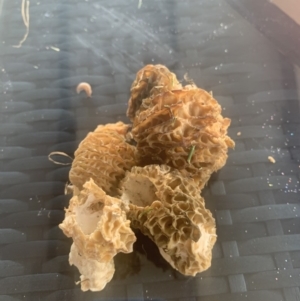 Morchella elata group at Chisholm, ACT - suppressed