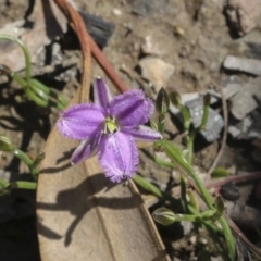 Thysanotus patersonii (Twining Fringe Lily) at Aranda Bushland - 1 Oct 2020 by AlisonMilton
