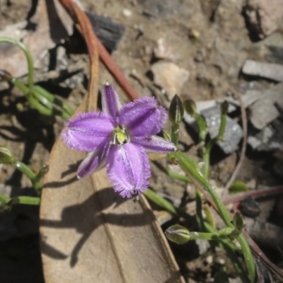 Thysanotus patersonii (Twining Fringe Lily) at Holt, ACT - 1 Oct 2020 by AlisonMilton