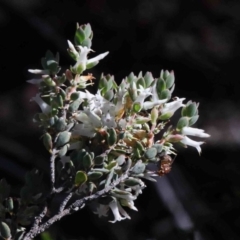 Brachyloma daphnoides (Daphne Heath) at Dryandra St Woodland - 30 Sep 2020 by ConBoekel