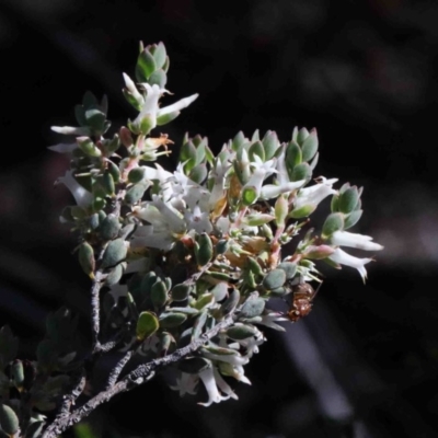 Brachyloma daphnoides (Daphne Heath) at Dryandra St Woodland - 30 Sep 2020 by ConBoekel