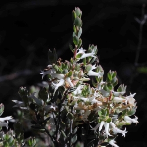 Brachyloma daphnoides at O'Connor, ACT - 1 Oct 2020