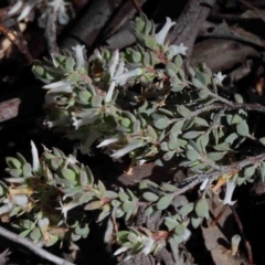 Brachyloma daphnoides at O'Connor, ACT - 1 Oct 2020