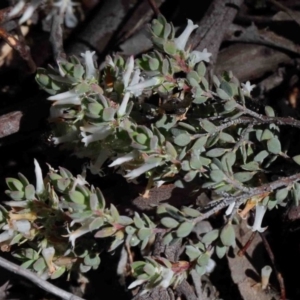 Brachyloma daphnoides at O'Connor, ACT - 1 Oct 2020