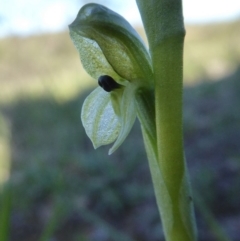 Hymenochilus bicolor (Black-tip Greenhood) at Rugosa - 1 Oct 2020 by SenexRugosus