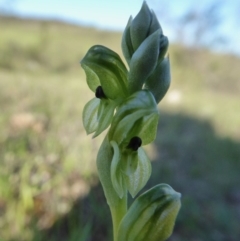 Hymenochilus bicolor (ACT) = Pterostylis bicolor (NSW) at Yass River, NSW - 1 Oct 2020