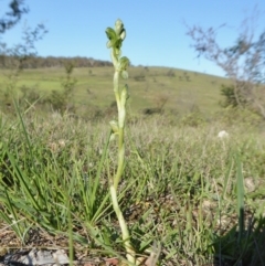 Hymenochilus bicolor (ACT) = Pterostylis bicolor (NSW) at Yass River, NSW - 1 Oct 2020