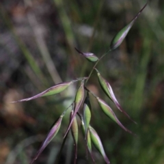 Rytidosperma sp. (Wallaby Grass) at Dryandra St Woodland - 30 Sep 2020 by ConBoekel
