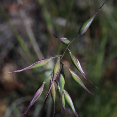 Rytidosperma sp. (Wallaby Grass) at O'Connor, ACT - 1 Oct 2020 by ConBoekel