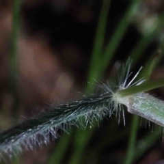 Rytidosperma sp. at O'Connor, ACT - 1 Oct 2020