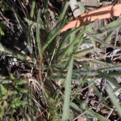 Rytidosperma sp. at O'Connor, ACT - 1 Oct 2020