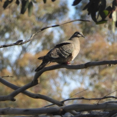 Phaps chalcoptera (Common Bronzewing) at Rugosa - 1 Oct 2020 by SenexRugosus