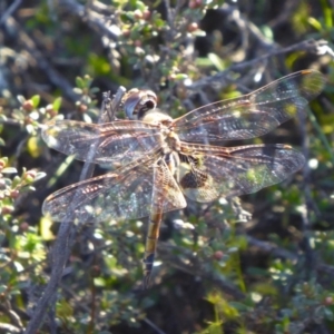 Tramea loewii at Yass River, NSW - 1 Oct 2020