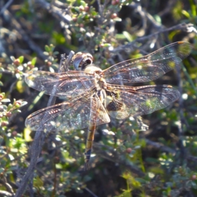 Tramea loewii (Common Glider) at Yass River, NSW - 1 Oct 2020 by SenexRugosus