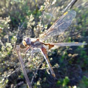 Tramea loewii at Yass River, NSW - 1 Oct 2020