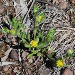 Triptilodiscus pygmaeus (Annual Daisy) at O'Connor, ACT - 1 Oct 2020 by ConBoekel