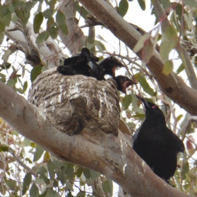 Corcorax melanorhamphos (White-winged Chough) at Rugosa - 30 Sep 2020 by SenexRugosus