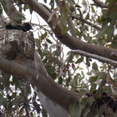 Corcorax melanorhamphos at Yass River, NSW - 30 Sep 2020