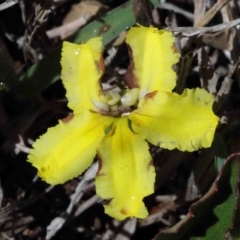 Goodenia hederacea (Ivy Goodenia) at Dryandra St Woodland - 30 Sep 2020 by ConBoekel