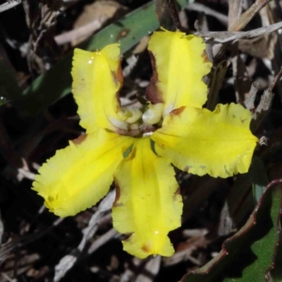 Goodenia hederacea (Ivy Goodenia) at O'Connor, ACT - 30 Sep 2020 by ConBoekel