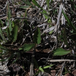 Goodenia hederacea at O'Connor, ACT - 1 Oct 2020