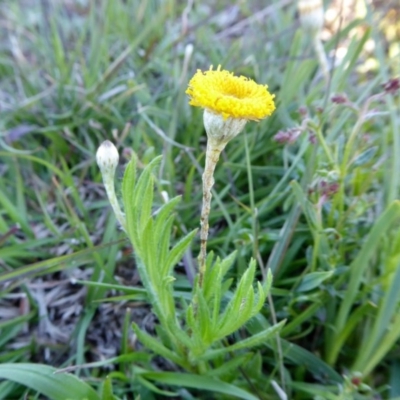 Leptorhynchos squamatus subsp. squamatus (Scaly Buttons) at Rugosa - 1 Oct 2020 by SenexRugosus