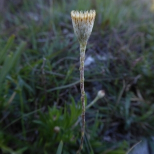 Leptorhynchos squamatus subsp. squamatus at Yass River, NSW - 1 Oct 2020