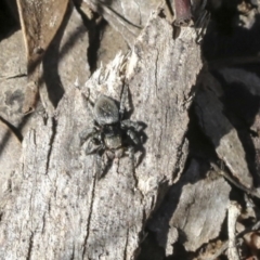 Salticidae (family) (Unidentified Jumping spider) at Aranda Bushland - 1 Oct 2020 by AlisonMilton