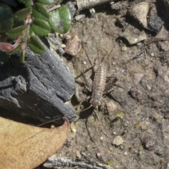 Eurepa marginipennis (Mottled bush cricket) at Holt, ACT - 1 Oct 2020 by AlisonMilton