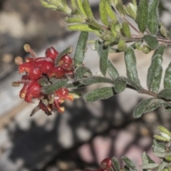 Grevillea alpina (Mountain Grevillea / Cat's Claws Grevillea) at Aranda Bushland - 1 Oct 2020 by AlisonMilton