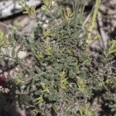 Grevillea alpina at Holt, ACT - 1 Oct 2020