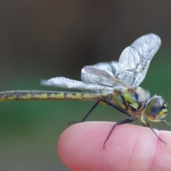 Hemicordulia tau (Tau Emerald) at Splitters Creek, NSW - 15 Sep 2020 by WingsToWander