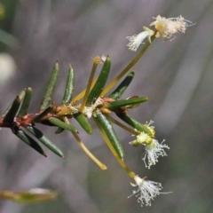 Acacia genistifolia (Early Wattle) at Dryandra St Woodland - 30 Sep 2020 by ConBoekel