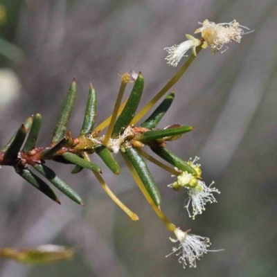 Acacia genistifolia (Early Wattle) at O'Connor, ACT - 1 Oct 2020 by ConBoekel